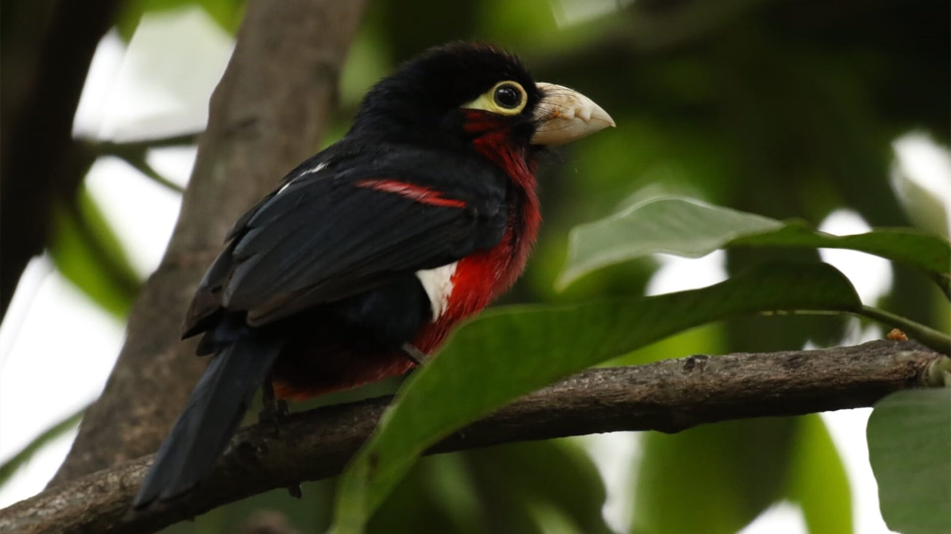 当雄狮在绿茵场咆哮，银箭在赛道上接管—喀麦隆的足球意志与穆勒的冠军法则